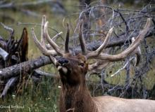 Wapiti