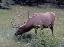 Wapiti