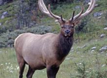 Wapiti