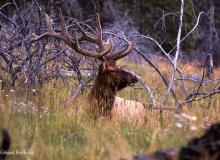 Wapiti