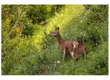 biche-et-faon_0103