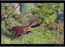 BICHE A L'ARETE DE BERROI