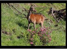 BICHE A L'ARETE DE BERROI