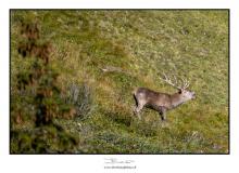 cerf2_0207