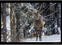 Mouflon