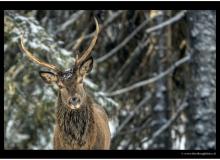 Mouflon