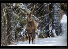 Mouflon