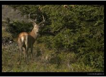 cerf_0902