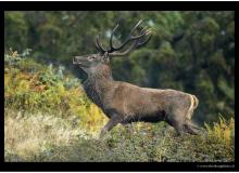 cerf_2951-