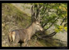 cerf_2956-