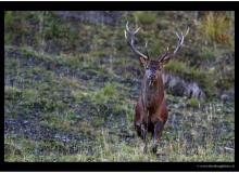 RUT DU CERF A BERROI