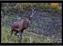 RUT DU CERF A BERROI