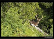 SORTIE FAUNE A BERROI