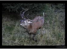 BRAME DU CERF
ARETE DE BERROI
LE 27 SEPTEMBRE 2015