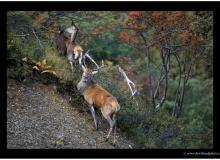 BRAME DU CERF
ARETE DE BERROI
LE 27 SEPTEMBRE 2015