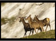 cerfs_5382