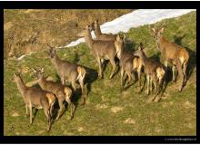 cerfs_5563