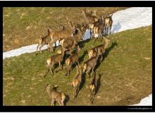 cerfs_5585