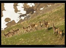 cerfs_5633