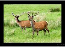 ECOSSE 2003
Cerfs
photo Gérard BERTHOUD