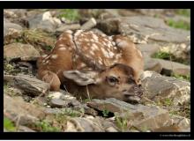 BICHE A L'ARETE DE BERROI