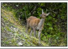 Cerf élaphe