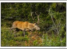 Cerf élaphe