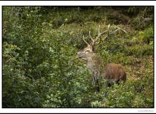 Cerf élaphe