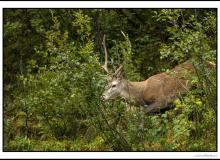 Cerf élaphe