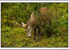 Cerf élaphe