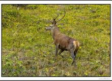 Cerf élaphe