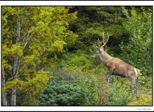 Cerf élaphe