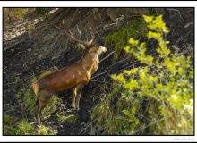 Cerf élaphe