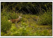 Cerf élaphe