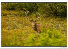 Cerf élaphe