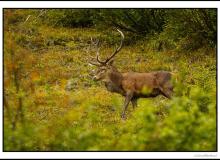 Cerf élaphe