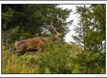 Cerf élaphe