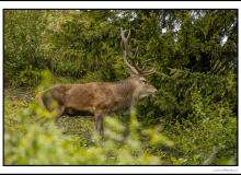 Cerf élaphe