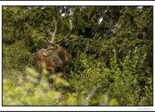 Cerf élaphe