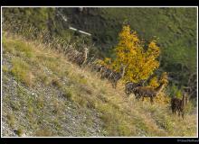 Cerf élaphe