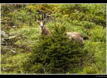 Chamois