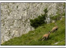 Chamois