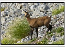 Chamois