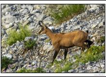 Chamois