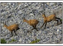 Chamois