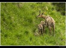 Chamois