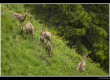 Chamois