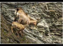 Chamois