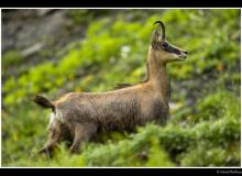 Chamois