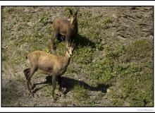 Chamois et chevreau